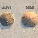 Sand Dollar