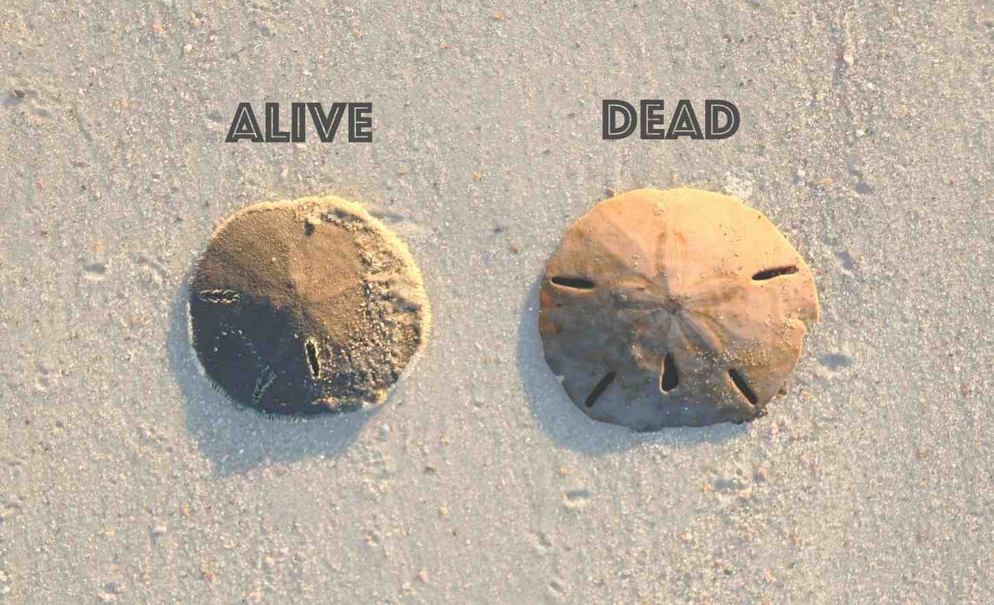 Sand Dollar